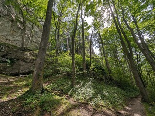 Obraz premium A Peaceful Walk Through the Forest – Tranquil Hiking Trails in Lower Austria