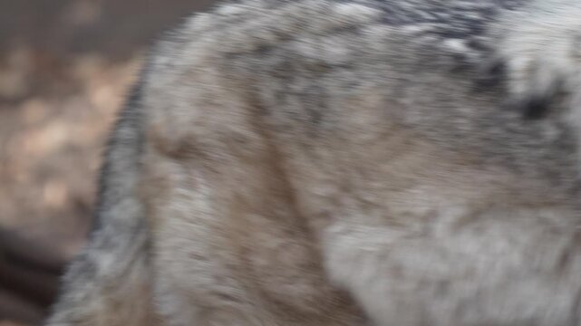 Close-up view of a grey wolf walking