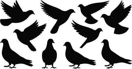 Obraz premium Collection of flying and standing dove silhouettes in multiple poses, isolated on white background, peace bird wildlife illustration set for design use