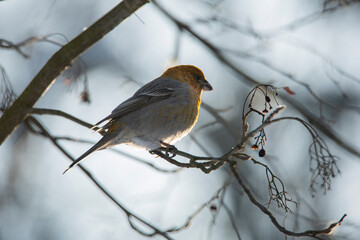 pinicola enucleator a bird sits on a branch in winter 