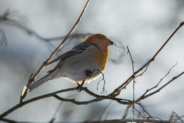 pinicola enucleator a bird sits on a branch in winter 