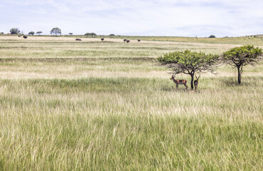 Fototapeta premium Impala sheltering from sun under small tree in middle of long grass with ostrich and zebra grazing in background in Tala Game Reserve, South Africa
