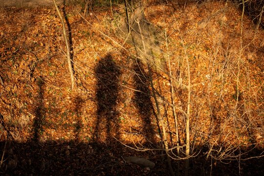 Romantic active outdoors couple scene hiking together in nature with spring and autumn colours. silhouette shaddow of couple activity in woodland area