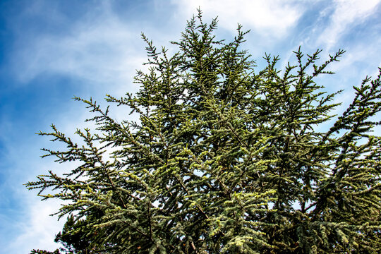 Beautiful young Blue Atlas Cedar or Cedrus Atlantica Glauca with blue needles in botanical garden in Nitra, Slovakia.