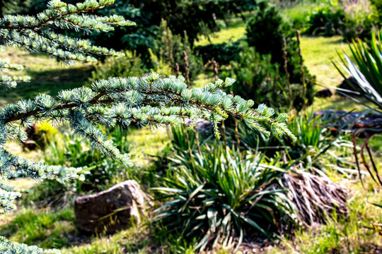 Close-up of branches of a beautiful young Blue Atlas Cedar or Cedrus Atlantica Glauca with blue needles in spring in botanical garden in Nitra, Slovakia.