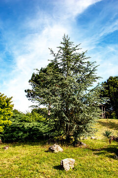 Beautiful young Blue Atlas Cedar or Cedrus Atlantica Glauca with blue needles in the botanical garden in Nitra, Slovakia.