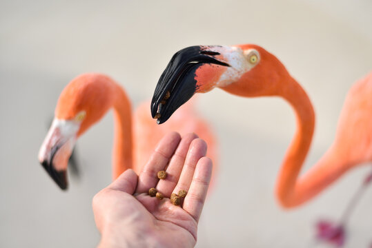 Feeding Flamingos by the Beach on Caribbean Renaissance Island, Aruba