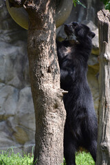 Black Bear Standing on Back legs Stretching Tall