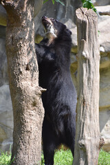 Andean Bear Stretching Up tall on Back Legs