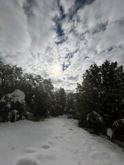 arboles en la monta&ntilde;a nevada