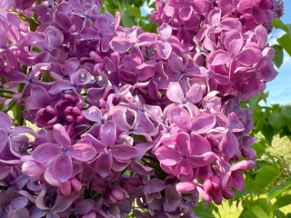 Fototapeta premium Spring lilac scented beautiful flowers.