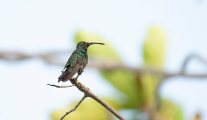 Fototapeta premium Green Breasted Mango