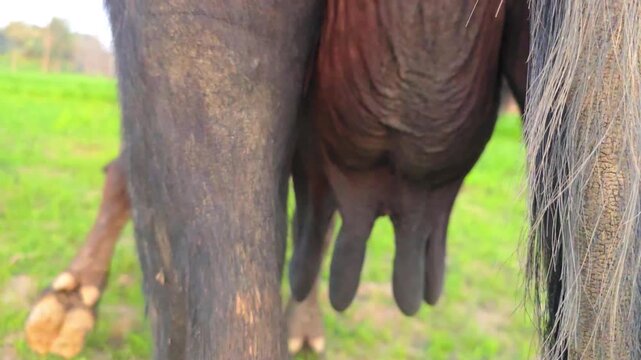 Bufflo udder on grass with visible legs and udder in close proximity to the camera capturing the scene