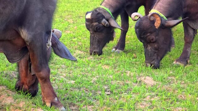 Three black buffaloes grazing on green grass with one buffalo partially visible in the foreground eating grass