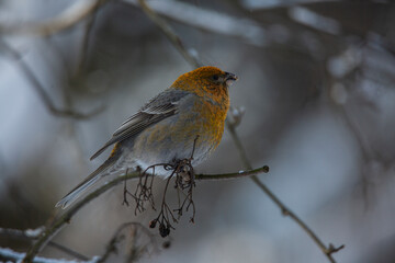Obraz premium pinicola enucleator a bird sits on a branch in winter 