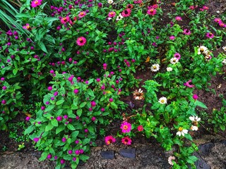 Colorful zinnia and globe amaranth flowers in a garden