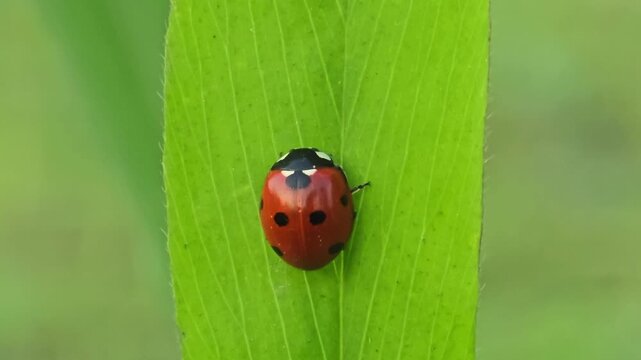 A spotted red ladybird beetle crawls on a vibrant green leaf in this macro nature closeup, capturing the beauty of a small garden insect among spring grass and summer plants