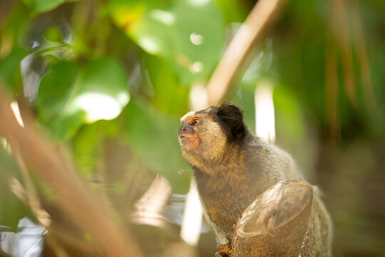 Um sagui empoleirado, entre folhas no galho de uma &aacute;rvore no bosque.