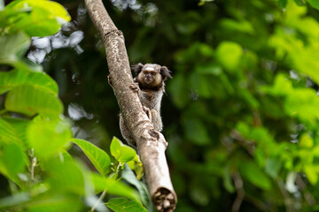 Obraz premium Um sagui fofo, empoleirado, subindo no galho de uma árvore no bosque.