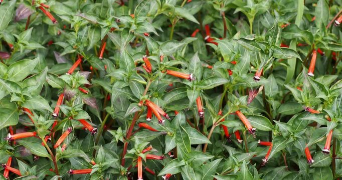 (Linum Perenne) Blue flax - Perennial flax - Siberian flax - Lint - Prairie flax. Clump of beautiful blue flowers hanging from slender stems bearing narrow leaves and flower buds