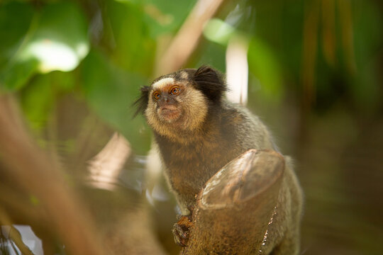 Um sagui empoleirado, entre folhas, no galho de uma &aacute;rvore no bosque.