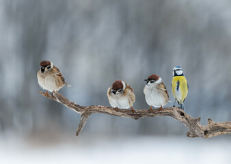 Fototapeta premium Funny birds sparrows and blue tit sitting in a row in a winter garden on a tree branch