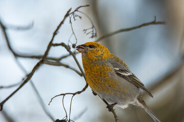 Fototapeta premium pinicola enucleator a bird sits on a branch in winter 