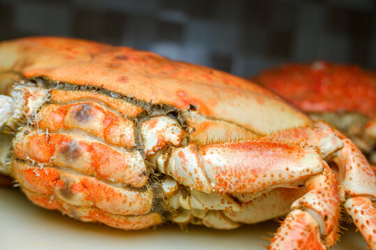 Gastronomic photography of a Galician spider crab or Centollo served in a restaurant
