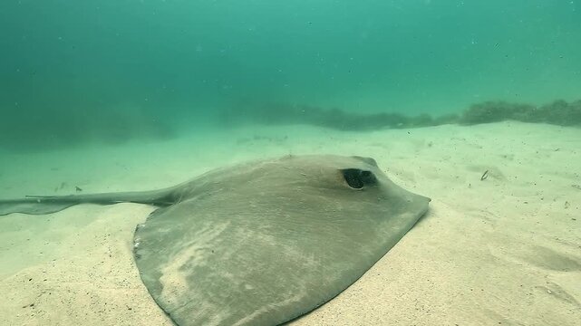 A stingray resting on sandy bottom allows a close approach, then slowly aims its long tail toward the intruder, clearly showing the defensive venomous spine. Filmed in a lagoon at Byron Bay, Australia