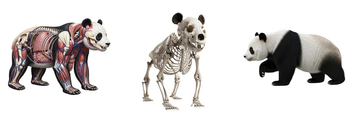 Isolated Panda Anatomy Set with Skeleton, Internal Organs and Realistic Panda – Transparent Background PNG © Oor