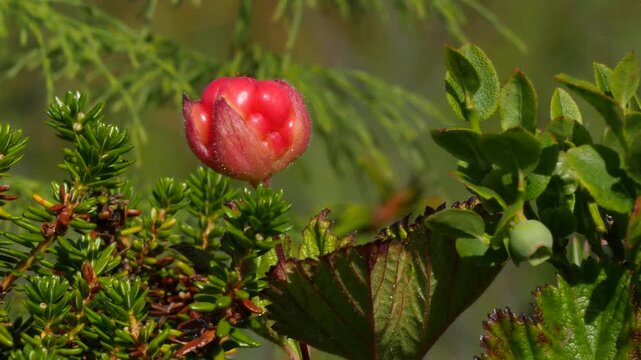 Red-orange cloudberry fruits tremble in the wind in the Lapland tundra on a summer day.