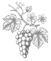 Vintage hand drawn grape vine vector illustration with leaves. Grapes and vine leaves branch in line work style. © Artverza