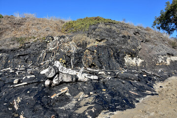 Asphalt Lake with Driftwood on a Beach