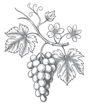 Vintage hand drawn grape vine vector illustration with leaves. Grapes and vine leaves branch in line work style.