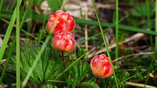 Red-orange cloudberry fruits tremble in the wind in the Lapland tundra on a summer day.