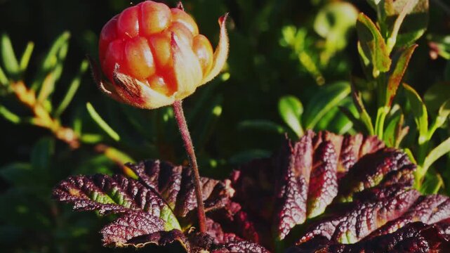 Red-orange cloudberry fruits tremble in the wind in the Lapland tundra on a summer day.