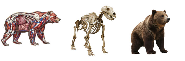 Fototapeta premium Isolated Grizzly Bear Anatomy Set with Skeleton, Internal Organs and Realistic Grizzly Bear – Transparent Background PNG