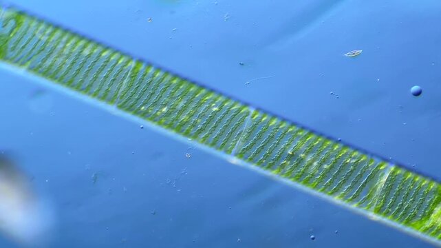 Spirogyra (green algae) under the microscope at 100x magnification