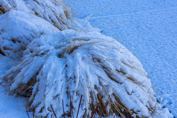 Deciduous shrub with bare branches, partially covered by snow on a cloudy winter day