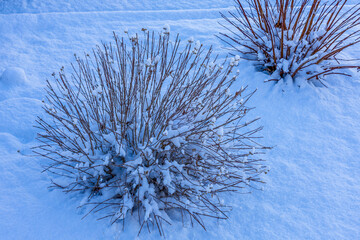 Deciduous shrub with bare branches, partially covered by snow on a cloudy winter day