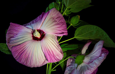 Luna Pink Swirl Hardy Hibiscus Flower on Dark Background