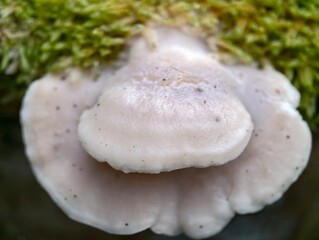 intimate photograph capturing delicate fungus layers amidst lush green moss and natural decay © Nataliia
