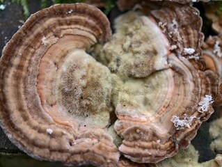 closeup of fungal shelf, rustic forest decay featuring fungi with concentric rings and fuzzy spores © Nataliia
