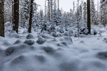 zima w Tatrach © Stanisaw