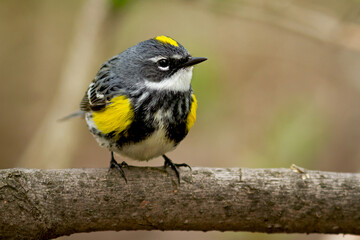 Naklejka premium A male yellow-rumped warbler standing on a branch
