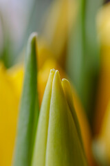 Naklejka premium Vertical close up of yellow tulip flowers and green leaves. Fresh spring bouquet nature background.