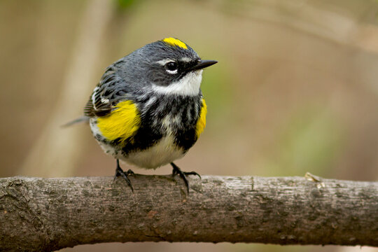 A male yellow-rumped warbler standing on a branch
