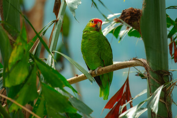 Vibrant Red-lored Amazon parrot (Amazona autumnalis) perched on a tree branch, showcasing its signature red forehead and bright green feathers in a tropical setting.