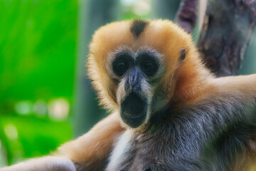 Close-up portrait of a female Yellow-cheeked Gibbon (Nomascus gabriellae) with an open mouth, appearing to vocalize or sing in a lush tropical environment.