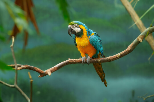 Blue-and-yellow Macaw (Ara ararauna). It&rsquo;s an absolute classic of the parrot world, known for its intelligence and that striking contrast between the teal-blue topside and golden-yellow underside.